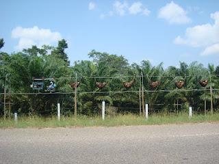 Cronicas de un flaneur: Cronicas de un flaneur: