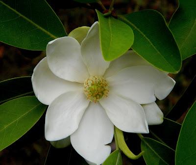 En este jardín de invierno, también hay flores en verano.