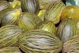 m2 m241 Melón de Villaconejos, un campeón del verano!!!
