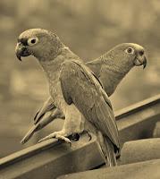 Difícil identificación Difícil identificación