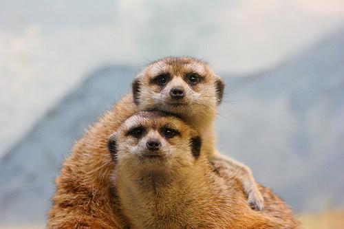 Pseudofeminismo Sid and Ethel Meerkat