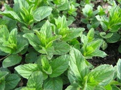 Menta Menta