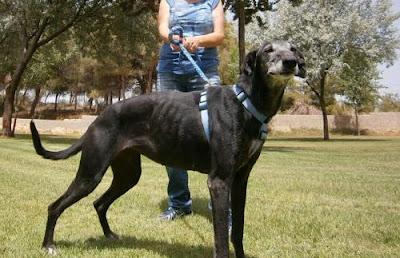 CIELO GALGA GRANDE DE 8 AÑOS DE EXCELENTE CARÁCTER. (ALICANTE) CIELO GALGA GRANDE DE 8 AÑOS DE EXCELENTE CARÁCTER. (ALICANTE)