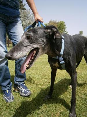 CIELO GALGA GRANDE DE 8 AÑOS DE EXCELENTE CARÁCTER. (ALICANTE) CIELO GALGA GRANDE DE 8 AÑOS DE EXCELENTE CARÁCTER. (ALICANTE)
