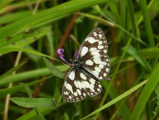 Medioluto y otras mariposas Medioluto y otras mariposas