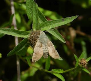 Medioluto y otras mariposas Medioluto y otras mariposas