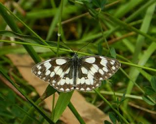 Medioluto y otras mariposas Medioluto y otras mariposas