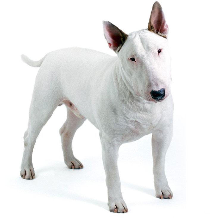 perros bull terrier miniatura