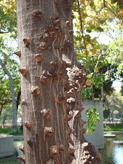 Lo que mira mi cámara:  árbol