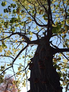 Lo que mira mi cámara:  árbol