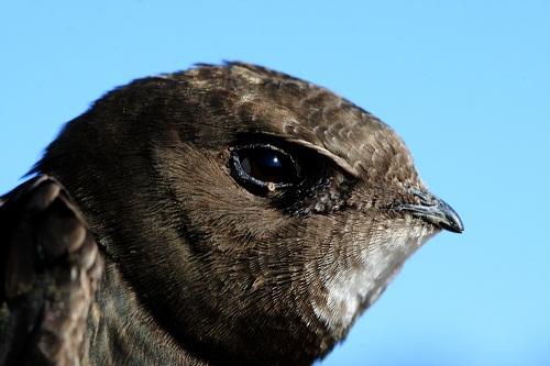 La Mosca piojo de los Vencejos (Crataerina pallida).