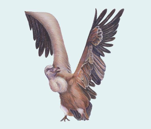 Alfabeto Animal por Casey Girard Alfabeto Animal por Casey Girard