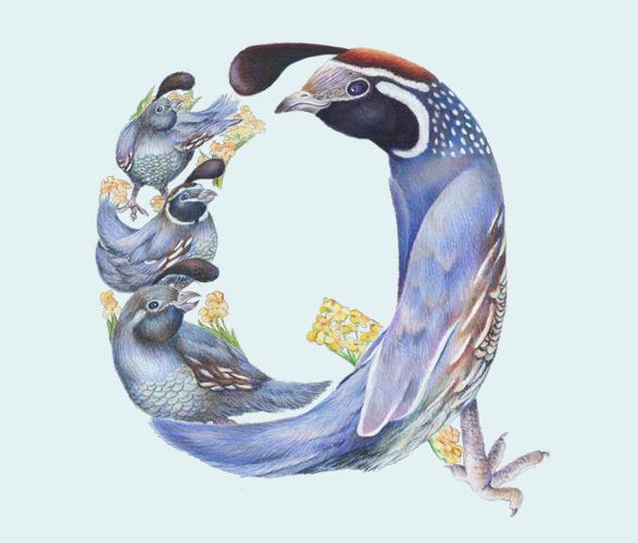 Alfabeto Animal por Casey Girard Alfabeto Animal por Casey Girard