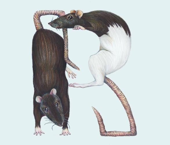 Alfabeto Animal por Casey Girard Alfabeto Animal por Casey Girard