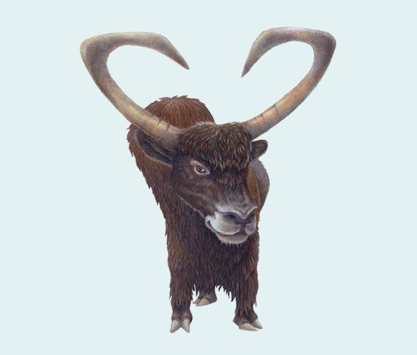 Alfabeto Animal por Casey Girard Alfabeto Animal por Casey Girard