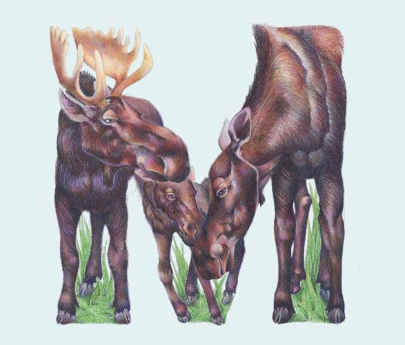 Alfabeto Animal por Casey Girard Alfabeto Animal por Casey Girard