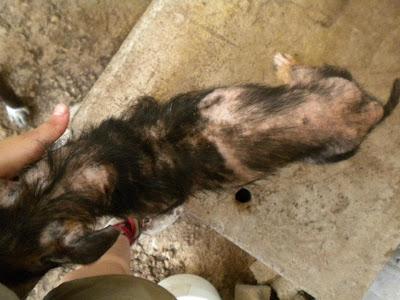 JORGITO, UN AÑITO TAMAÑO PEQUEÑO MALTRATADO Y QUEMADO VIVO.(MURCIA)