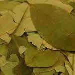 quina, árbol medicinal quina, árbol medicinal