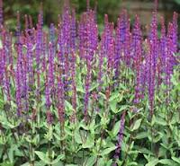 SECCION DE LOS LUNES: Mascarillas Caseras (Especial cabellos grasos) SECCION DE LOS LUNES: Mascarillas Caseras (Especial cabellos grasos)