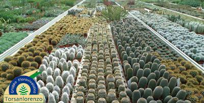 Dónde están los 10.000 precios de plantas en la BPP? Dónde están los 10.000 precios de plantas en la BPP?