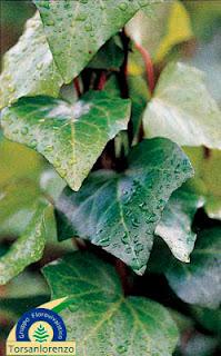 Dónde están los 10.000 precios de plantas en la BPP? Dónde están los 10.000 precios de plantas en la BPP?