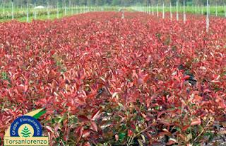 Dónde están los 10.000 precios de plantas en la BPP? Dónde están los 10.000 precios de plantas en la BPP?