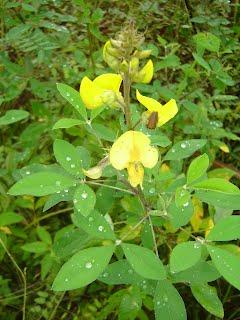 Fabacea de Venezuela (Toda esta información es de Neida Avendaño en el blog Fabaceae de Venezuela)