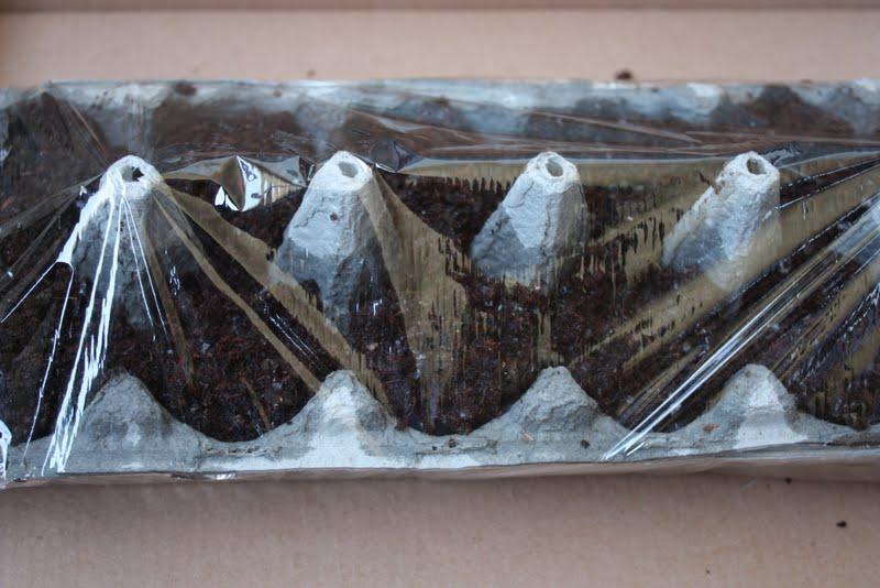 Invernadero Mis primeras lechugas