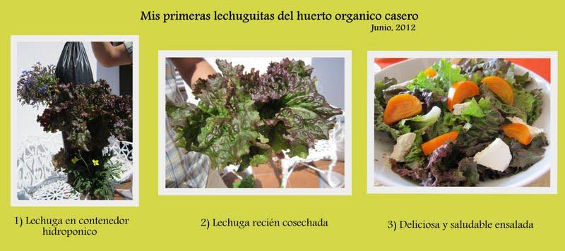 LechugasCaseras Mis primeras lechugas