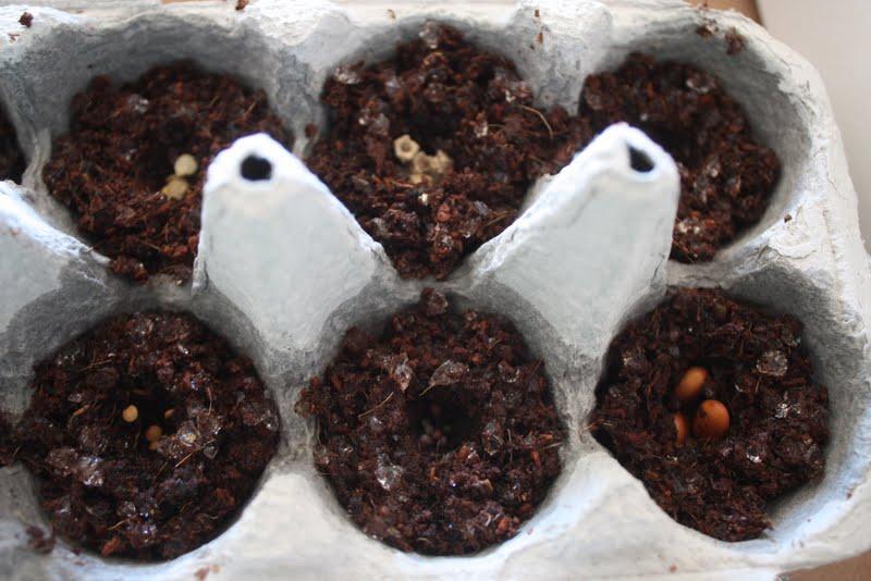 CartondeHuevo Mis primeras lechugas