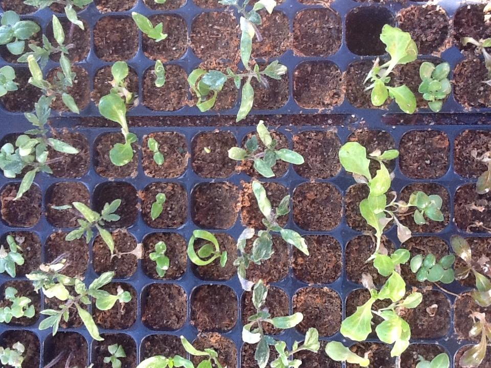 photo (3) Mis primeras lechugas