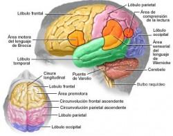 cerebro-sueno El sueño ayuda a fortalecer nuestra memoria