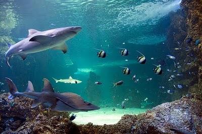 Visitando Sydney: El Acuario acuario sydney