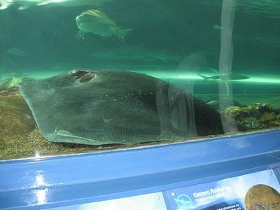Visitando Sydney: El Acuario acuario sydney