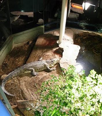 Visitando Sydney: El Acuario acuario sydney