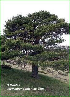 Pinus sylvestris L. Pinus sylvestris L.