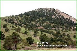Pinus sylvestris L. Pinus sylvestris L.