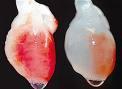España da el primer paso para crear un corazon bioartificial. España da el primer paso para crear un corazon bioartificial.