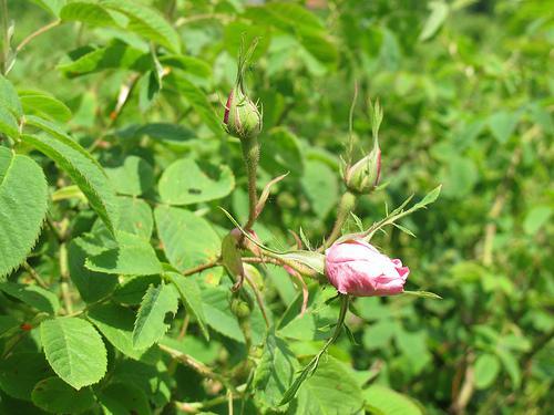 Capullos de Rosa Damascena