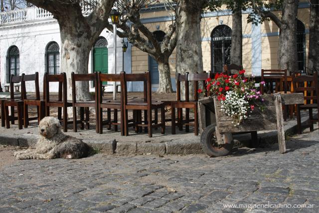 perrotranquilocolonia Colonia: un lugar al que volvería mil veces