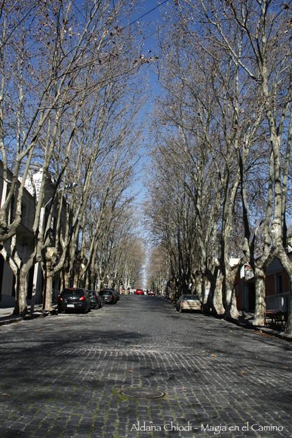 arbolesysoledad Colonia: un lugar al que volvería mil veces