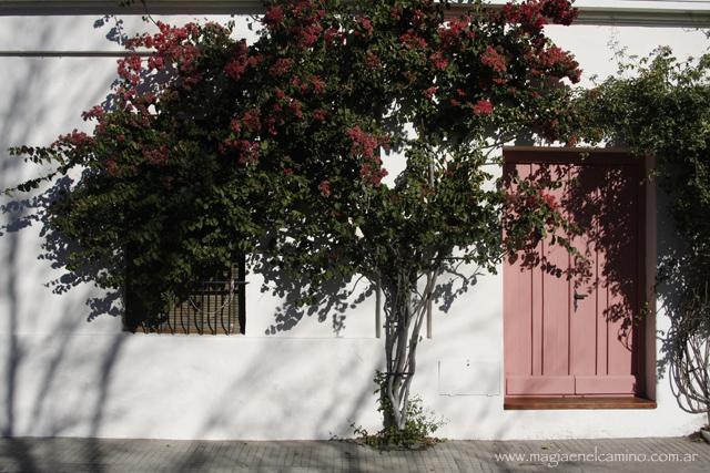 arbolypared Colonia: un lugar al que volvería mil veces
