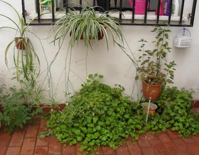 Así van mis plantitas Así van mis plantitas