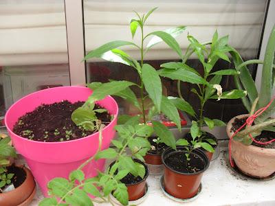 Así van mis plantitas Así van mis plantitas