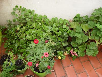 Así van mis plantitas Así van mis plantitas