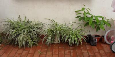 Así van mis plantitas Así van mis plantitas