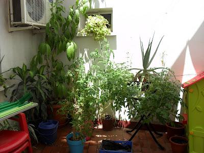 Así van mis plantitas Así van mis plantitas