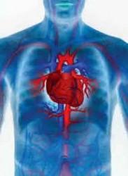 Las palpitaciones podrían señalar futuros problemas cardíacos