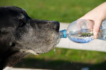 Los perros, los gatos y el calor