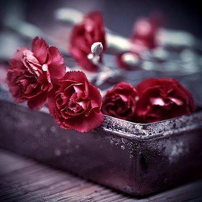 VOLVERE A TOCAR LAS ROSAS... VOLVERE A TOCAR LAS ROSAS...